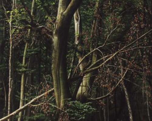 Kunstwerk von Michael Weiß mit Baum im Wald