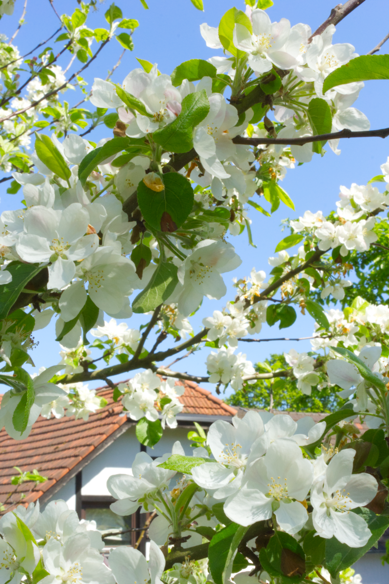 Hoftheater // Blüten und Balladen