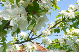 Hoftheater // Blüten und Balladen