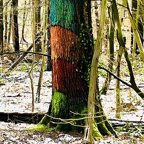 „Lust auf Wald“: Interdisziplinäre Ringvorlesung