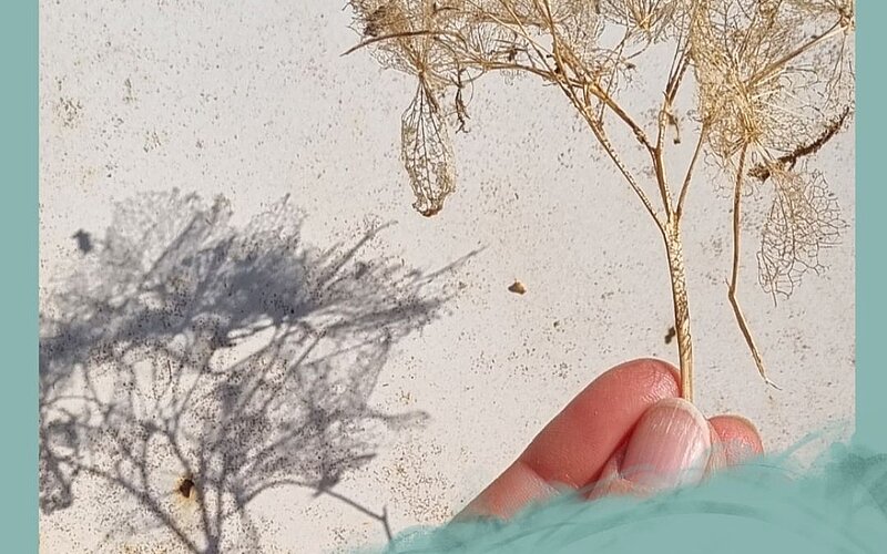 Resonanzraum Natur - Auf den Spuren ästhetischer Forschung zu Resonanz im kunsttherapeutischen Kontext 