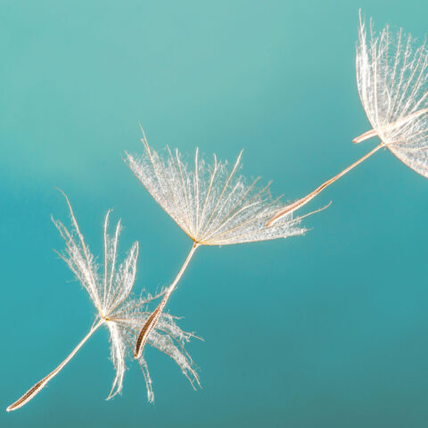 Titelbild des Instituts für Sozialorganik mit Pusteblumensamen