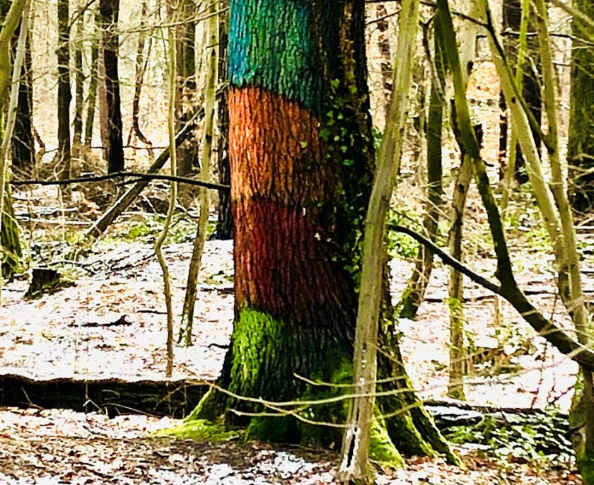 Foto zur Ringvorlesung „Lust auf Wald“ an der Alanus Hochschule