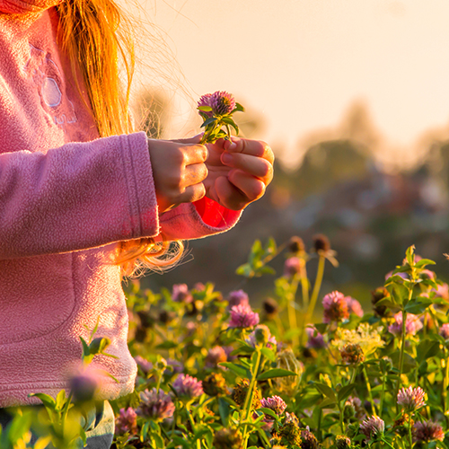 against the backdrop of the setting sun on a field with flowers