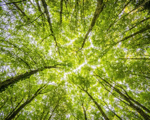 Blick in das grüne Blätterdach eines Waldes Blick von unten in den Himmel durch die dichten, frischgrünen Kronen hoher Laubbäume in einem Wald, durch die Sonnenlicht in hellen Flecken hindurchscheint.
