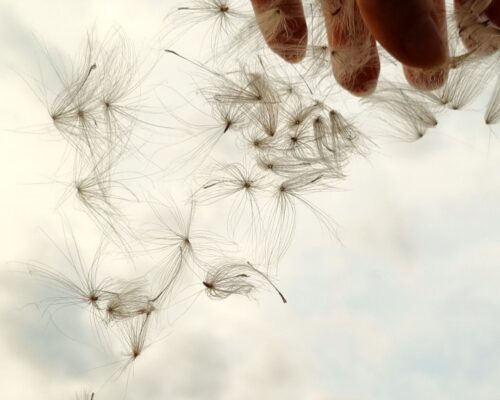 Nahaufnahme einer Hand, die zarte, schwebende Pusteblumensamen vor einem hellen, leicht bewölkten Himmel festhält.