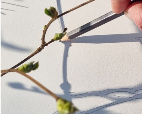 Eine Hand zeichnet mit einem Bleistift den Schatten eines Zweigs mit grünen Knospen auf ein weißes Blatt Papier nach.